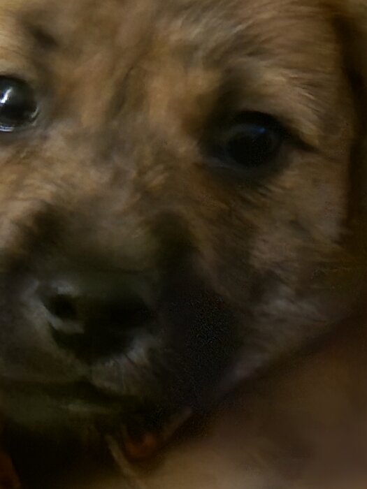 Mocha is our new baby!